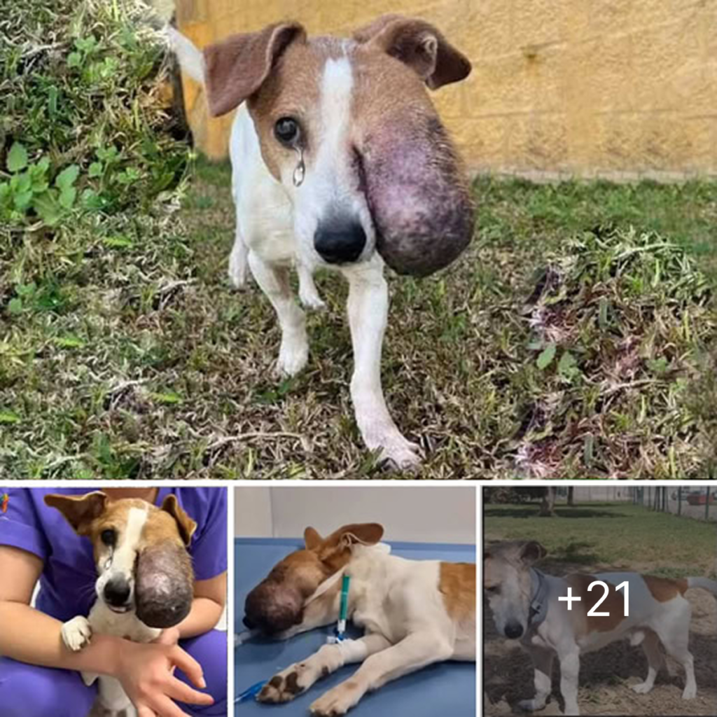 After overcoming many challenges, Chifa’s journey is a beautiful reminder of kindness and new beginnings. And today is Chifa’s birthday! 🎉 Wishing him a wonderful birthday filled with love and happiness!dvh