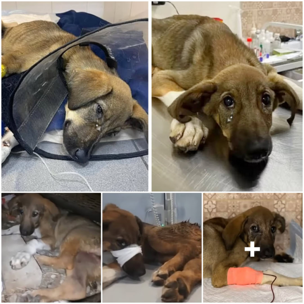 After roaming the streets for days, the dog cried tears of relief when help finally came-pvth