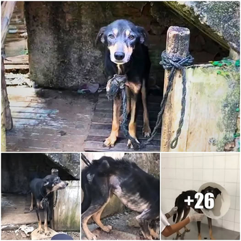 After spending seven long years tethered to a short rope, the poor dog has finally been freed and given a second chance at life.dvh