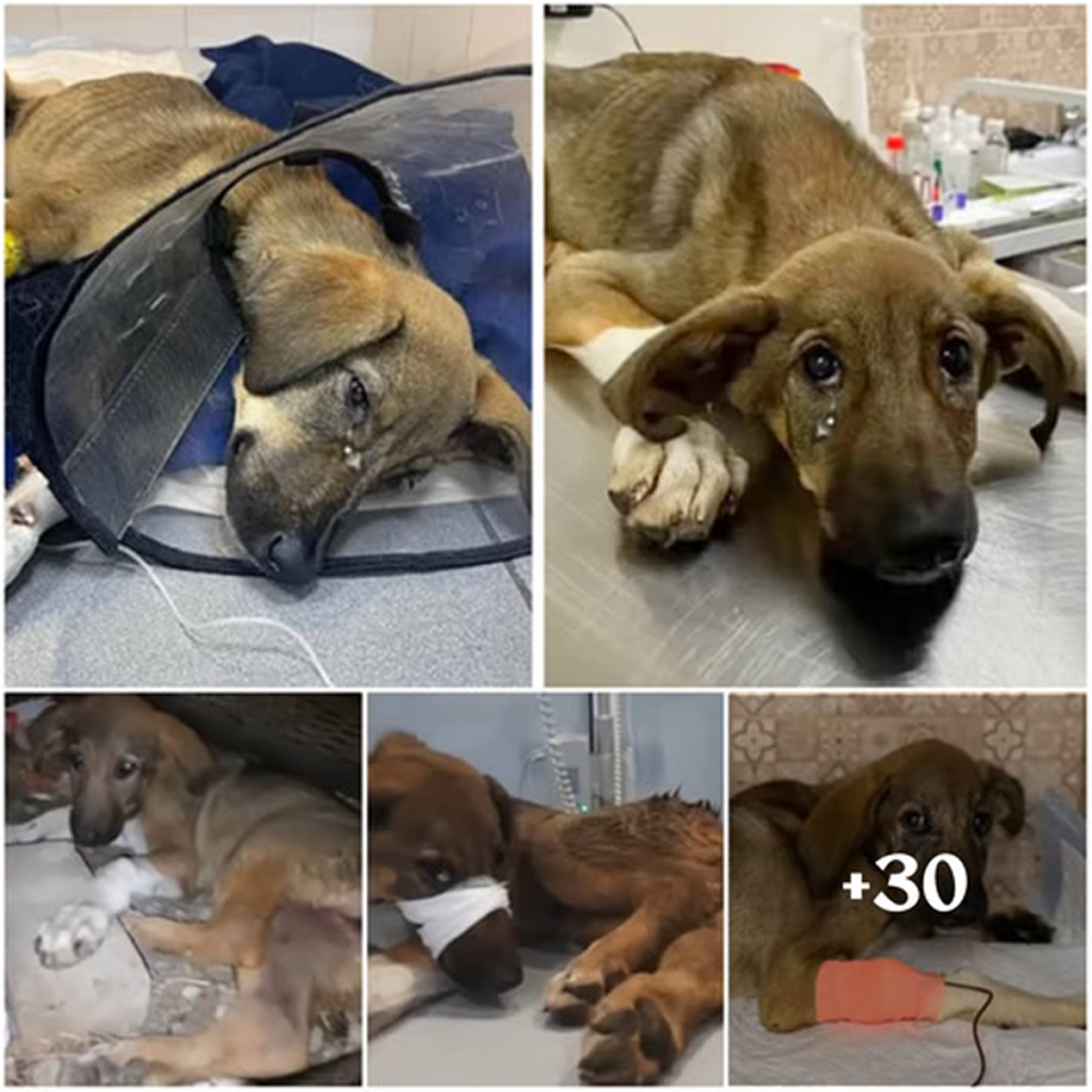 After wandering the streets for days, the dog wept with relief when help finally arrived.dvh