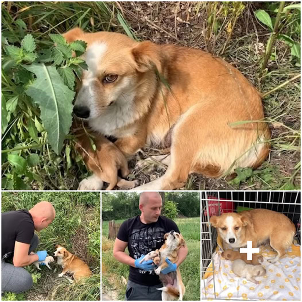 An Abandoned Mother Dog Waits by the Road, Longing for a Miracle Reunion with Her Lost Family.dvh