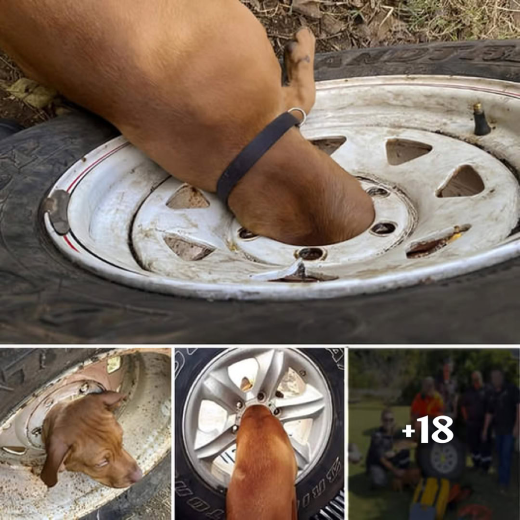 An Uplifting Story of a Dog’s Brave Journey to Rescue and a Fresh Start-pvth