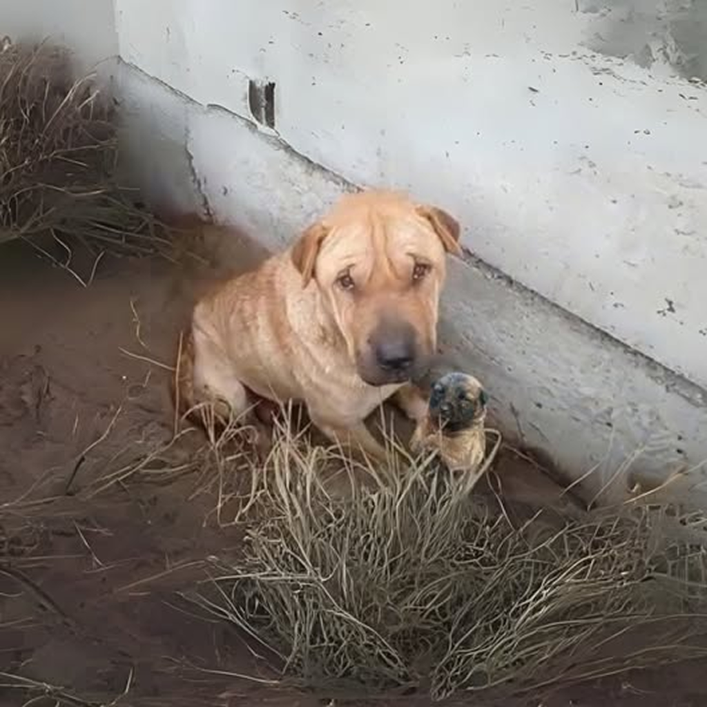 An abandoned puppy was thrown into a dumpster and struggled to survive until this happened.dvh