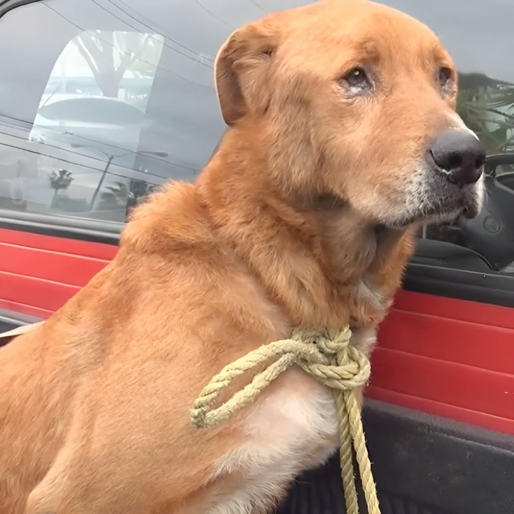 An elderly dog, abandoned by his family, was found depressed on the street, desperately begging for food and a glimmer of hope.dvh