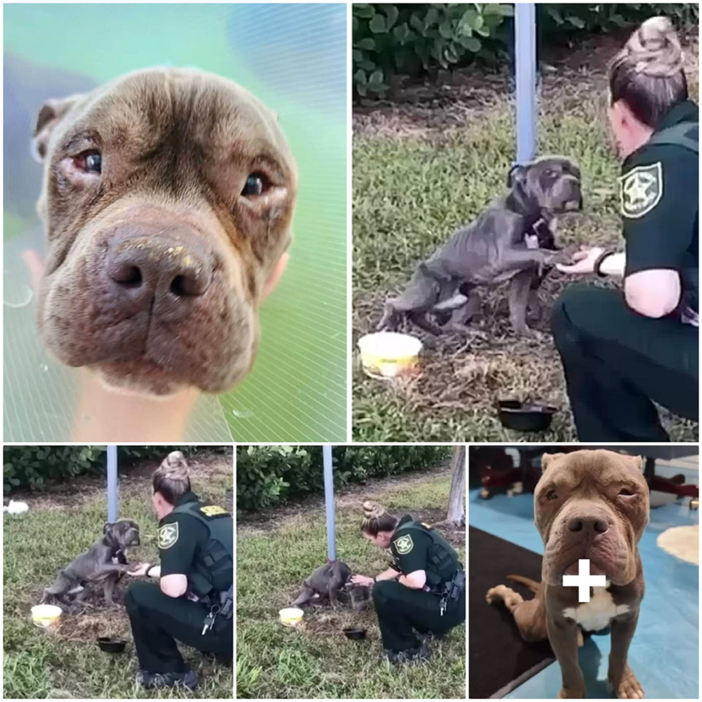 As the officer approaches, a desperate dog chained to a post reaches out a paw, pleading for help-pvth