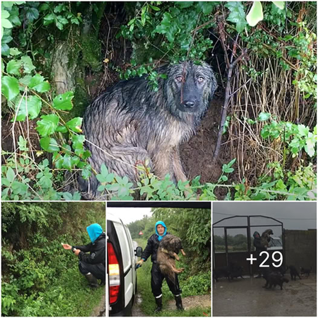Despite being abandoned, a loyal dog endures the heavy downpour, showing its unwavering devotion to its family's return.dvh
