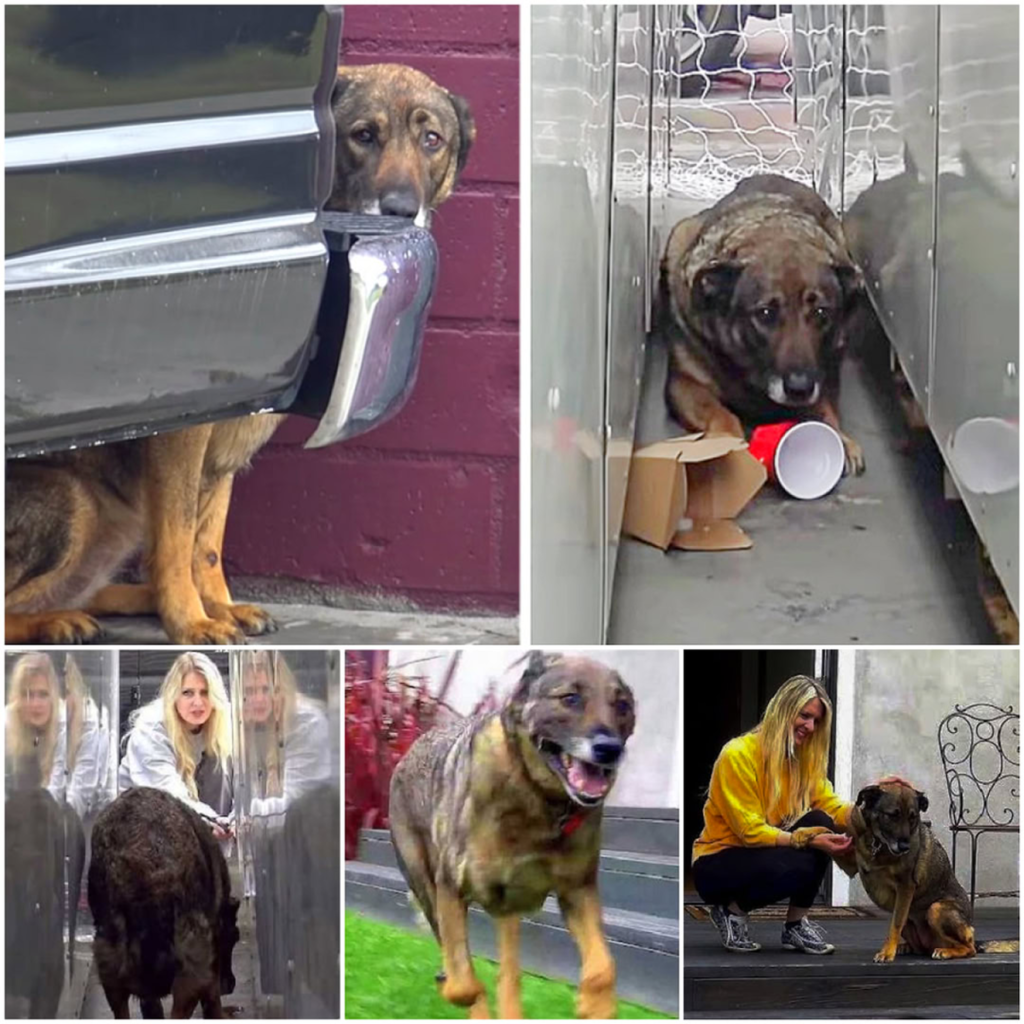 Each time someone approaches, the anxious, abandoned dog quivers and sheds tears, exposing the painful wounds of its past-pvth