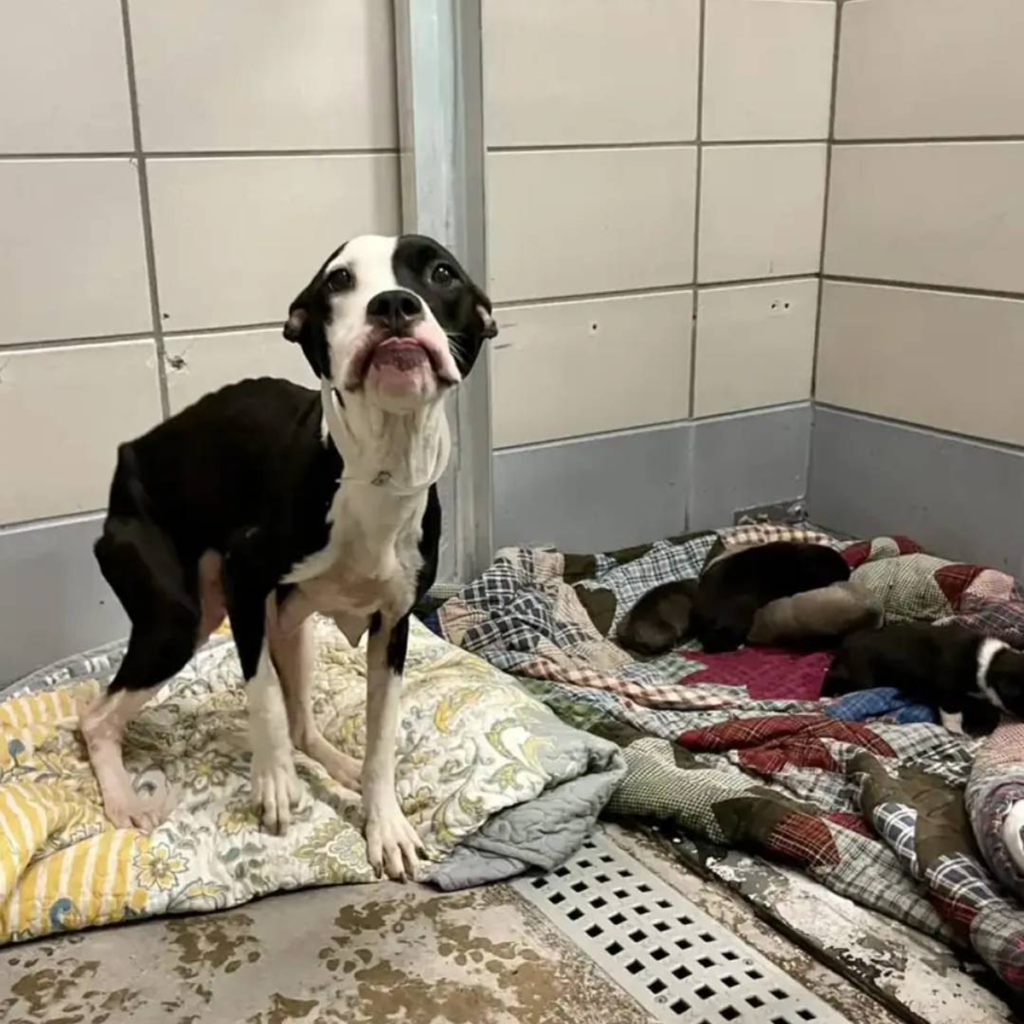 Heroic Mother Dog Rescued Just in Time, Saving Her Six Puppies from Overcrowded Shelter.dvh