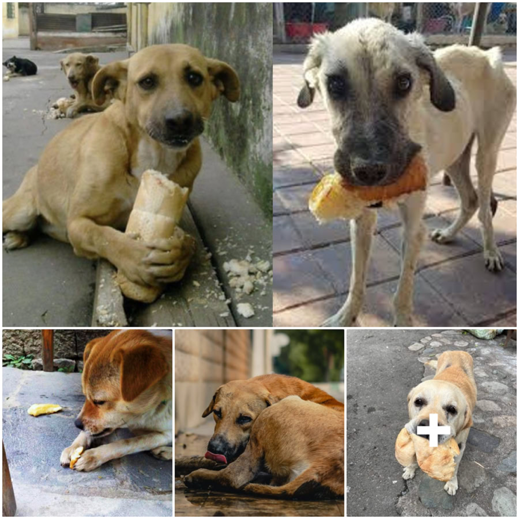 Homeless Dog Moved by a Stranger’s Gift of Bread-pvth