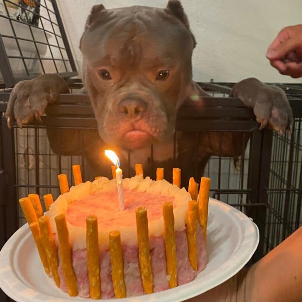 Homeless dog celebrates first birthday with emotional moments at animal shelter.dvh