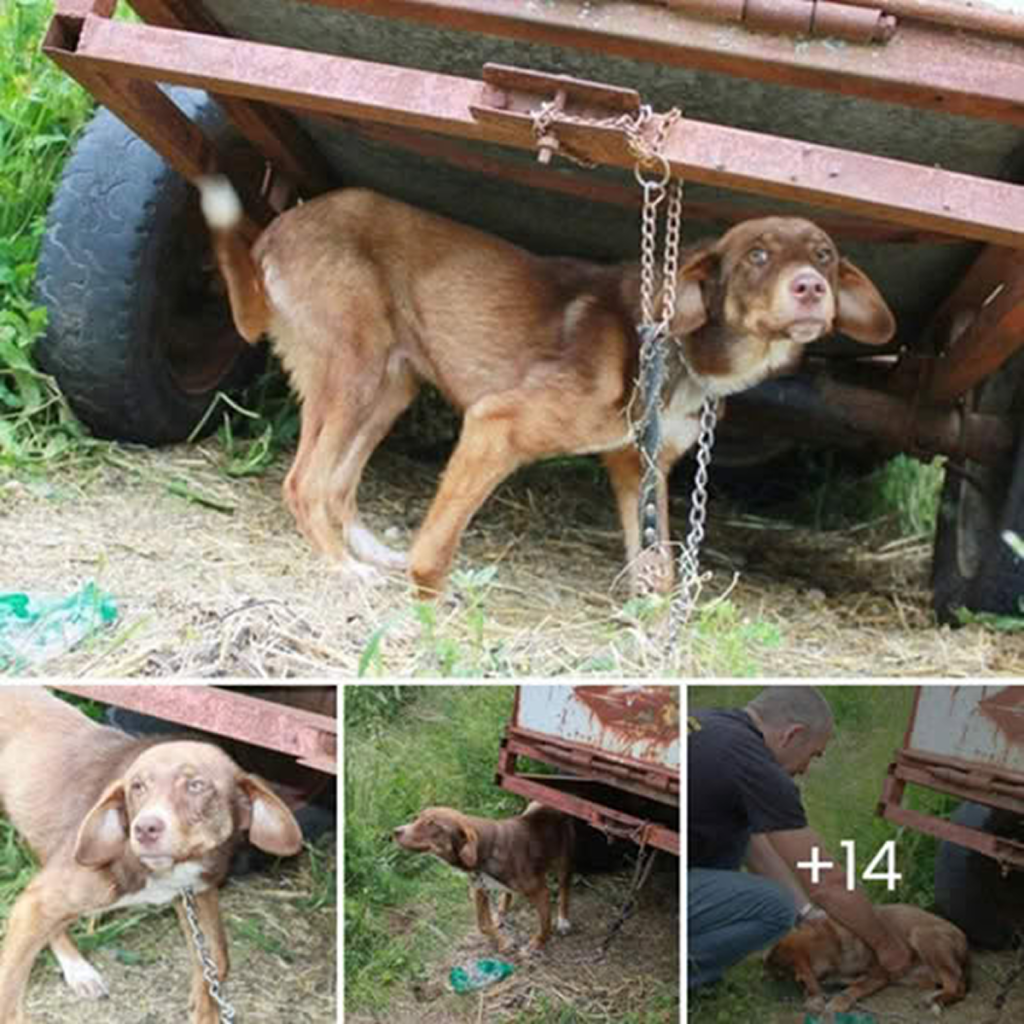 How heartbreaking! Tied to an old rusty cart, this dog fought alone against a contagious disease, abandoned and trapped in such immense pain that no one dared to approach.dvh