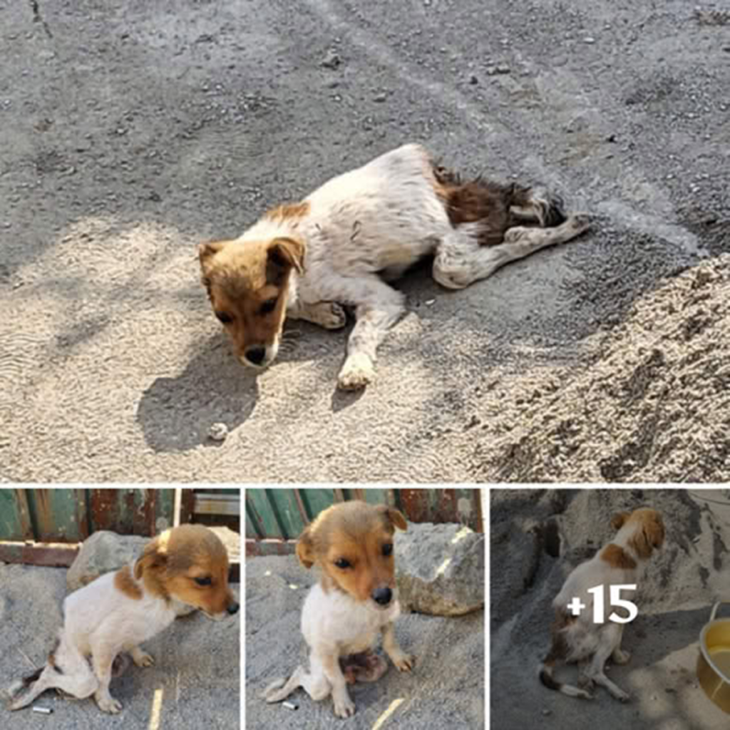 I'm so grateful that there's still hope for a brighter tomorrow! The lost dog, embodying the innocence of Bambi, captured hearts with its gentle spirit when it was rescued just in time.dvh