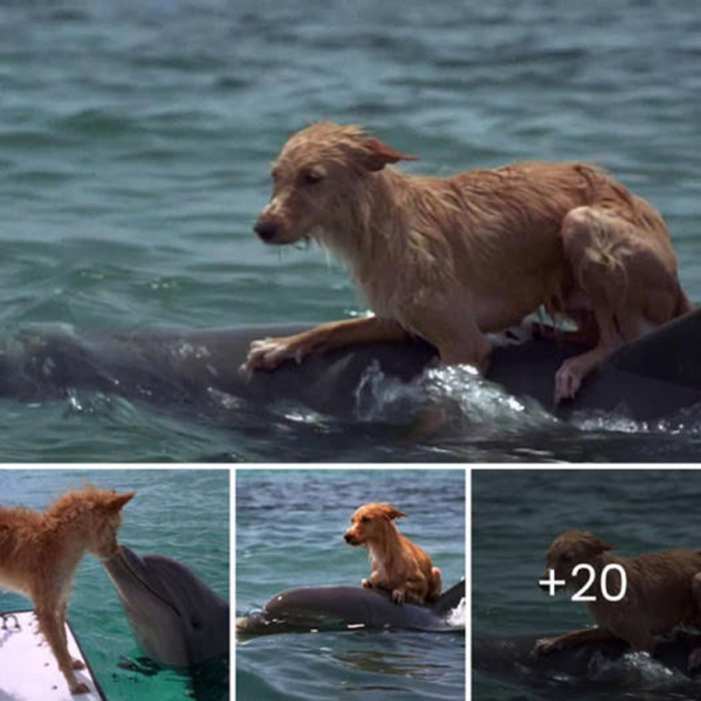 In a heartwarming moment, a dolphin rescues a struggling dog, evoking a surge of affection and gratitude. The touching rescue captured the hearts of animal lovers and earned widespread praise.dvh