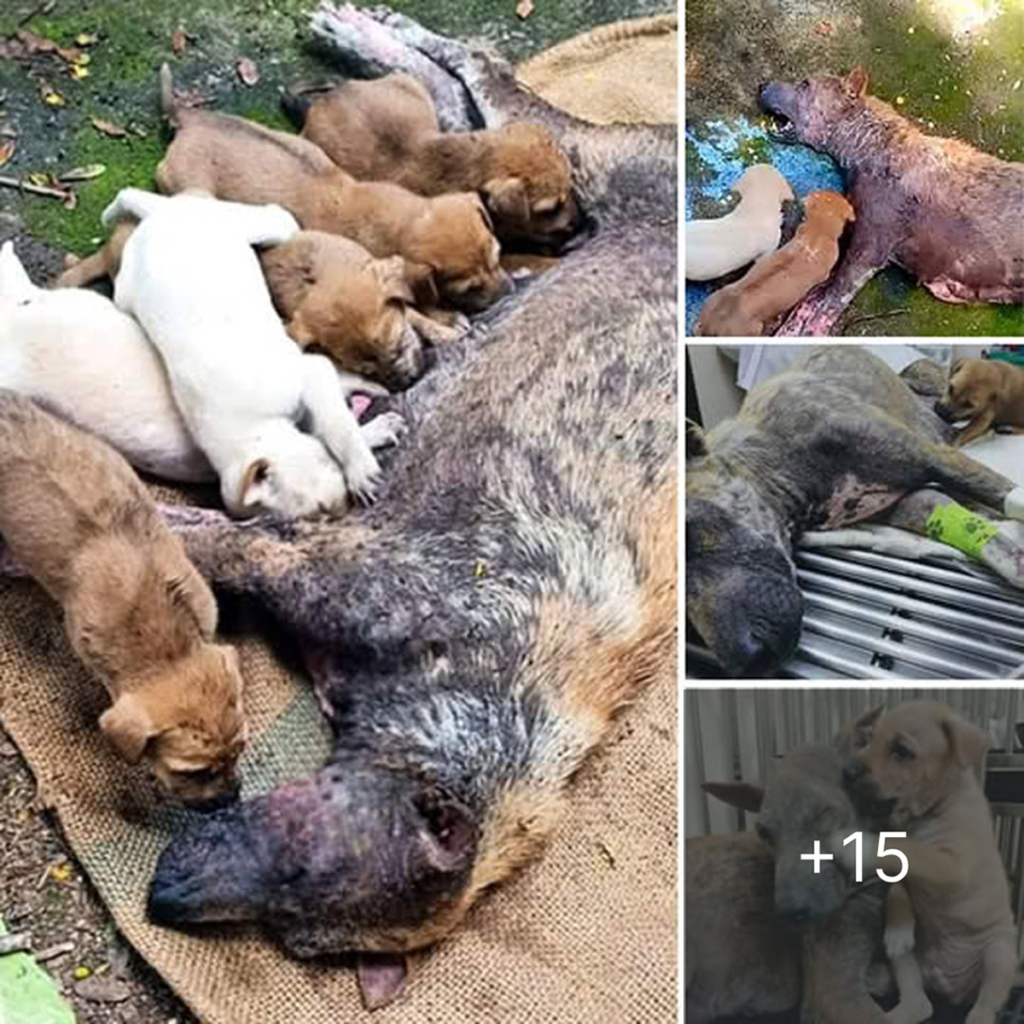 In her moment of despair, the helpless mother dog lies trembling, crying out for help to shield her beloved puppies! How heartbreaking it is to see her desperate plea for safety and love-pvth