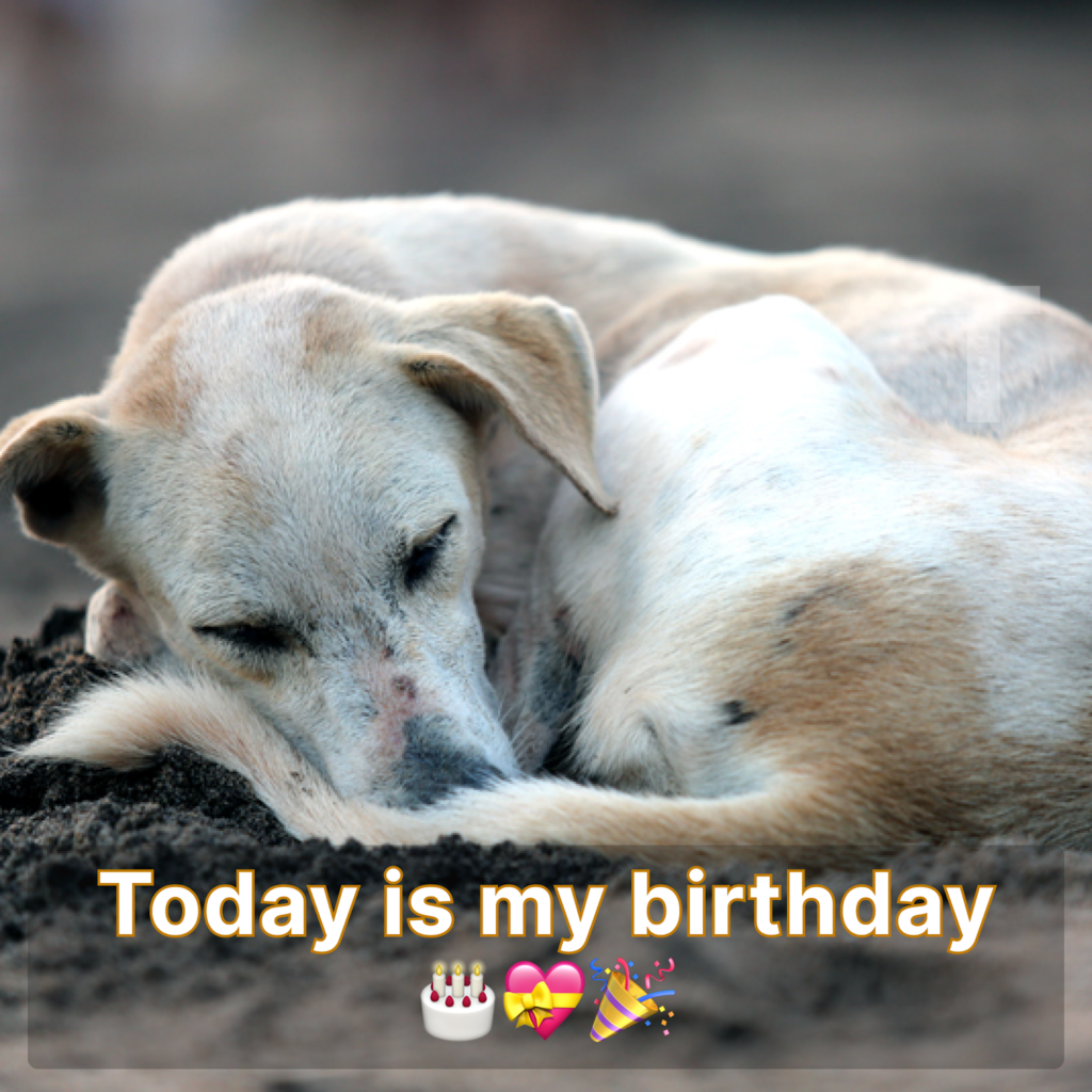 It's My Birthday, but the Silence Feels Louder Than the Celebration 🎂😔.dlam