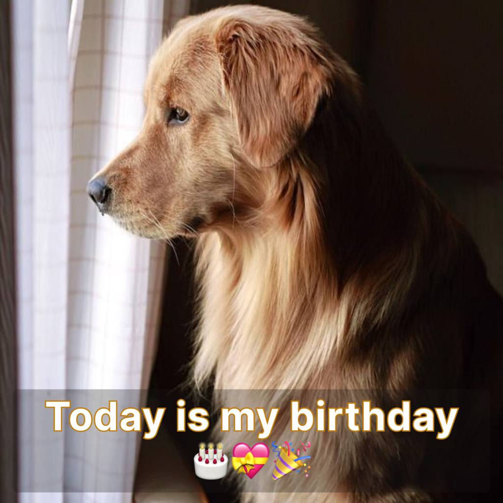 It's my birthday today, but I feel sad because no one has remembered to wish me a happy birthday 🎂😔.dlam