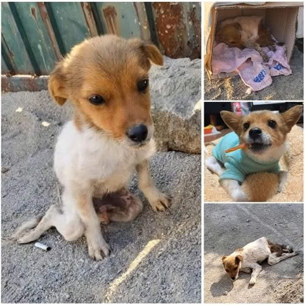 Left abandoned by the roadside for days, desperately crying out for help, only to be ignored by those who passed by.dvh