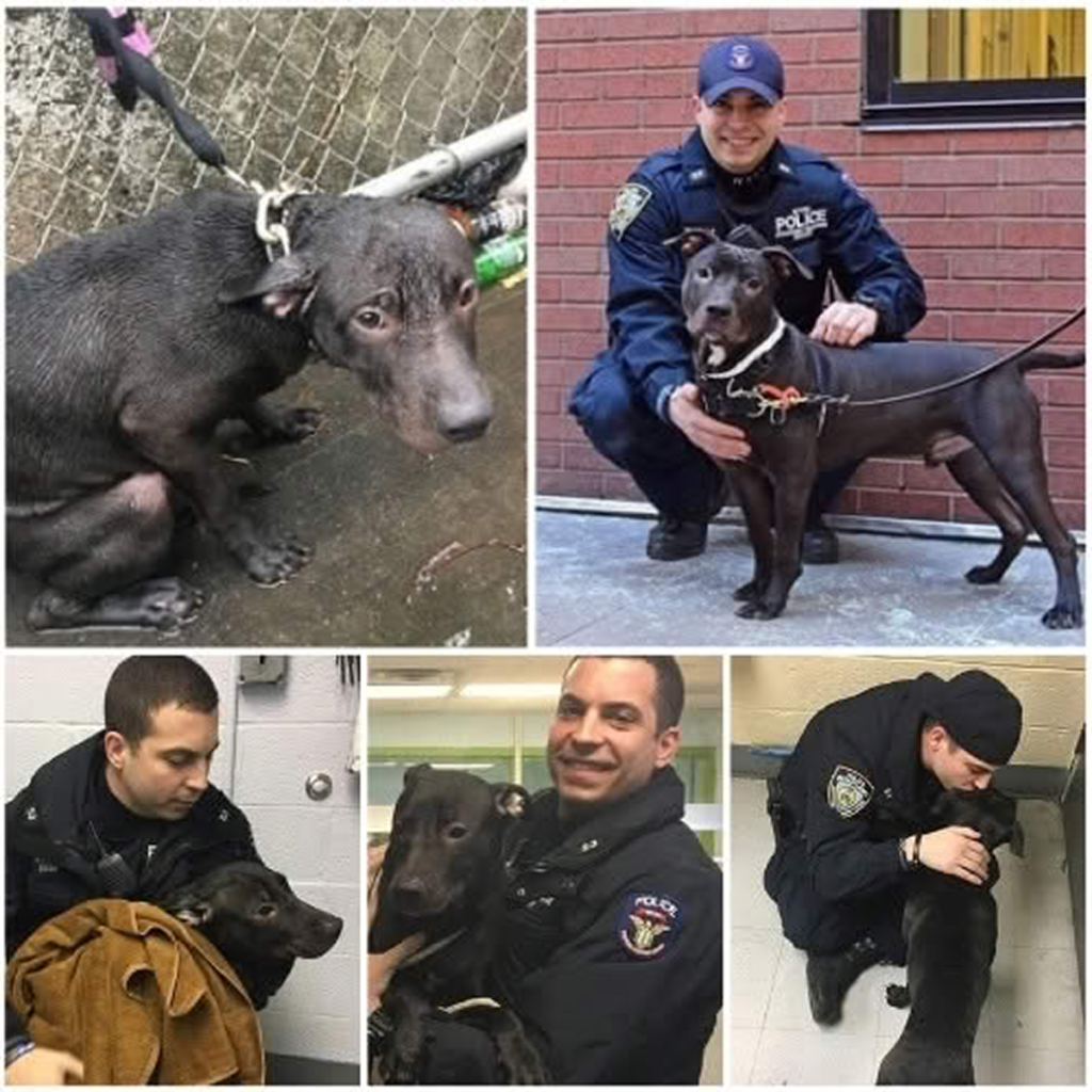 Left tied up in the pouring rain, a helpless dog’s luck changes when a kind-hearted police officer steps in.dvh