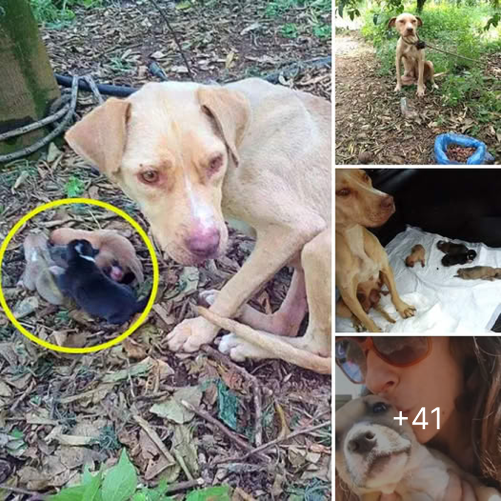 Luckily, we arrived just in time! The mother dog struggled to give birth while chained and abandoned in harsh conditions.dvh