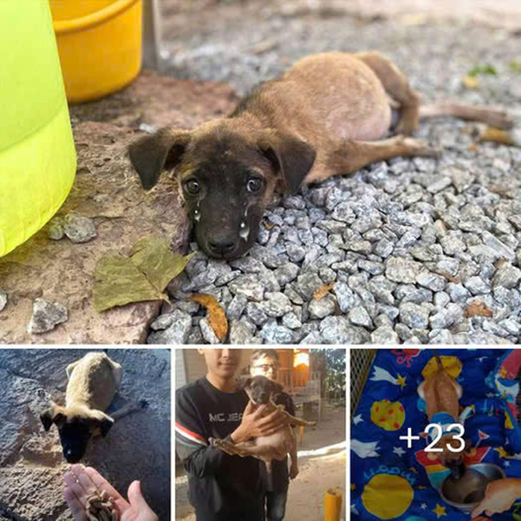 Motivated by his boundless love for animals, this man has transformed his home into a safe haven for abandoned dogs-pvth