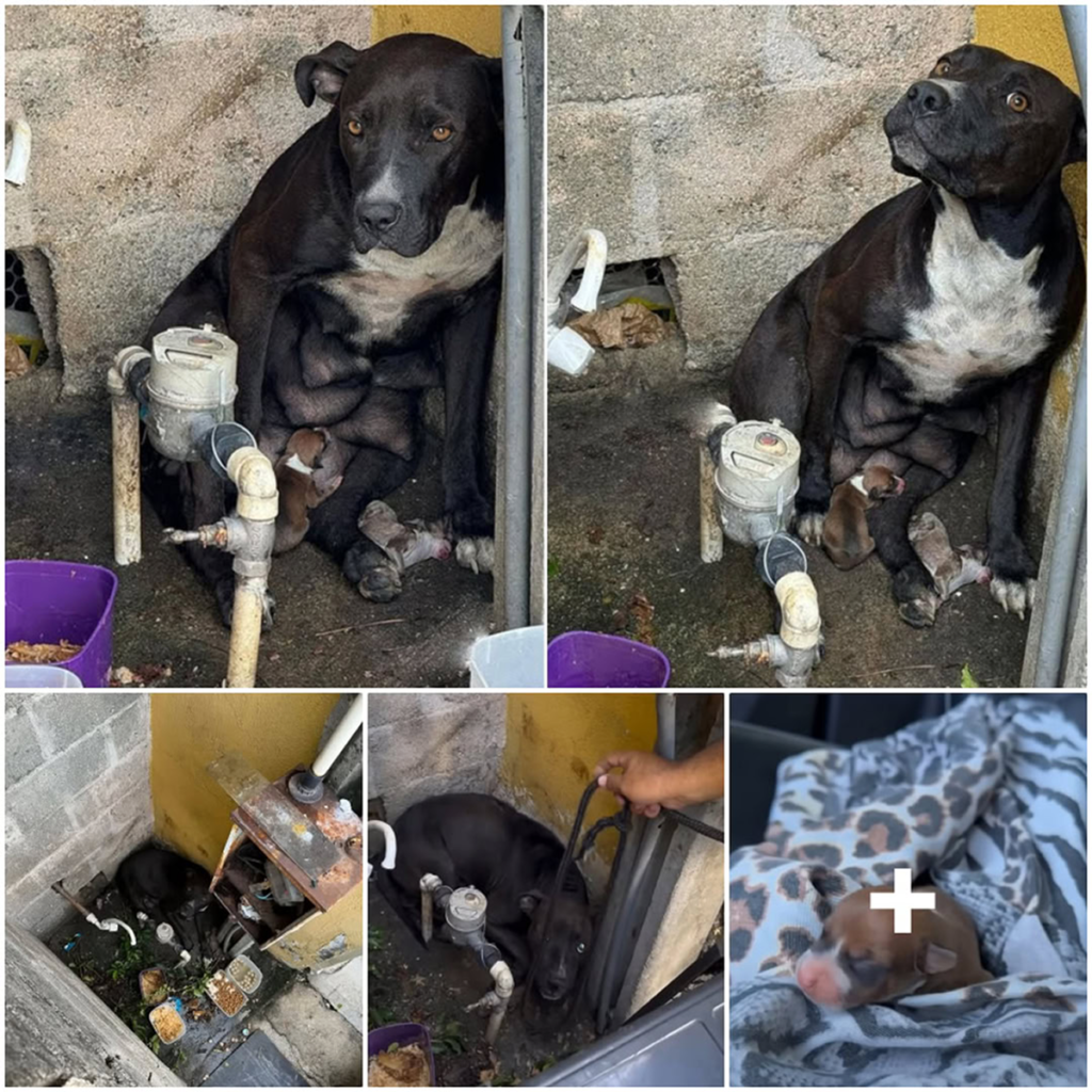 Neglected and Forsaken, a Dog Brings Her Puppies into the World Amid the Pouring Rain-pvth