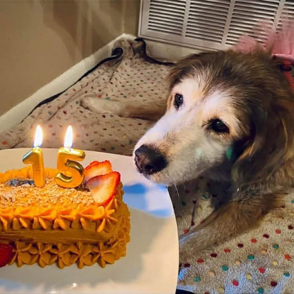 Still Waiting for Wishes on My Special Day ‎-pvth