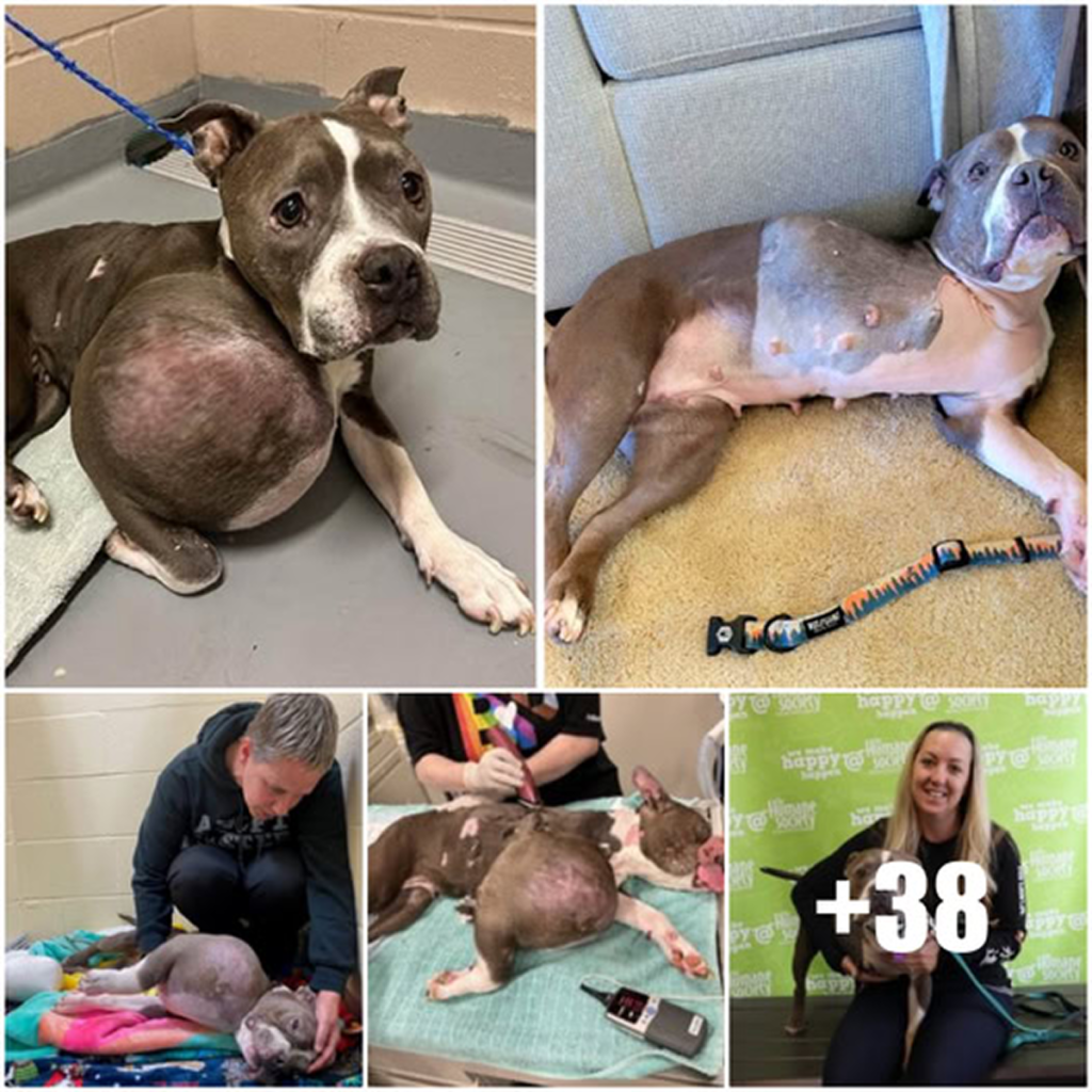 Stray Pit Bull Found with a Volleyball-Sized Tumor Now Getting a Second Chance.dvh
