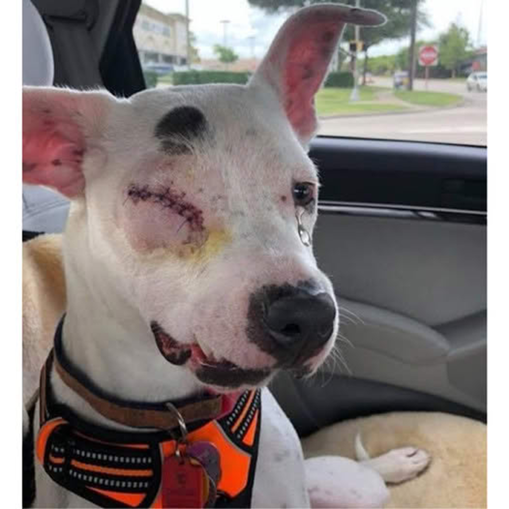 The Dog Who Overcame Mistreatment and Losing an Eye to Live a Life Full of Joy and Resilience 🐾❤️.dvh