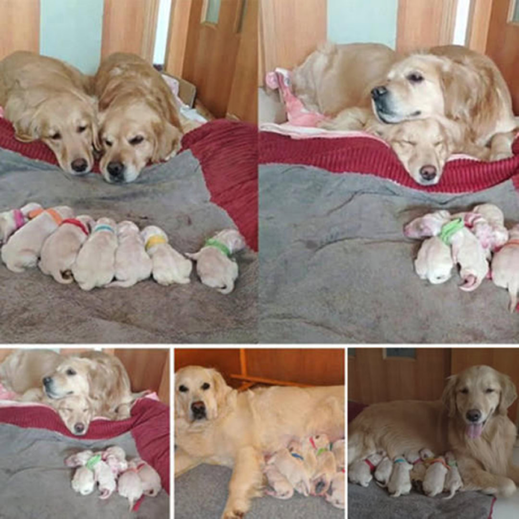 The Golden Retriever family radiated pure happiness as they lovingly embraced their adorable newborn puppies into the world-pvth