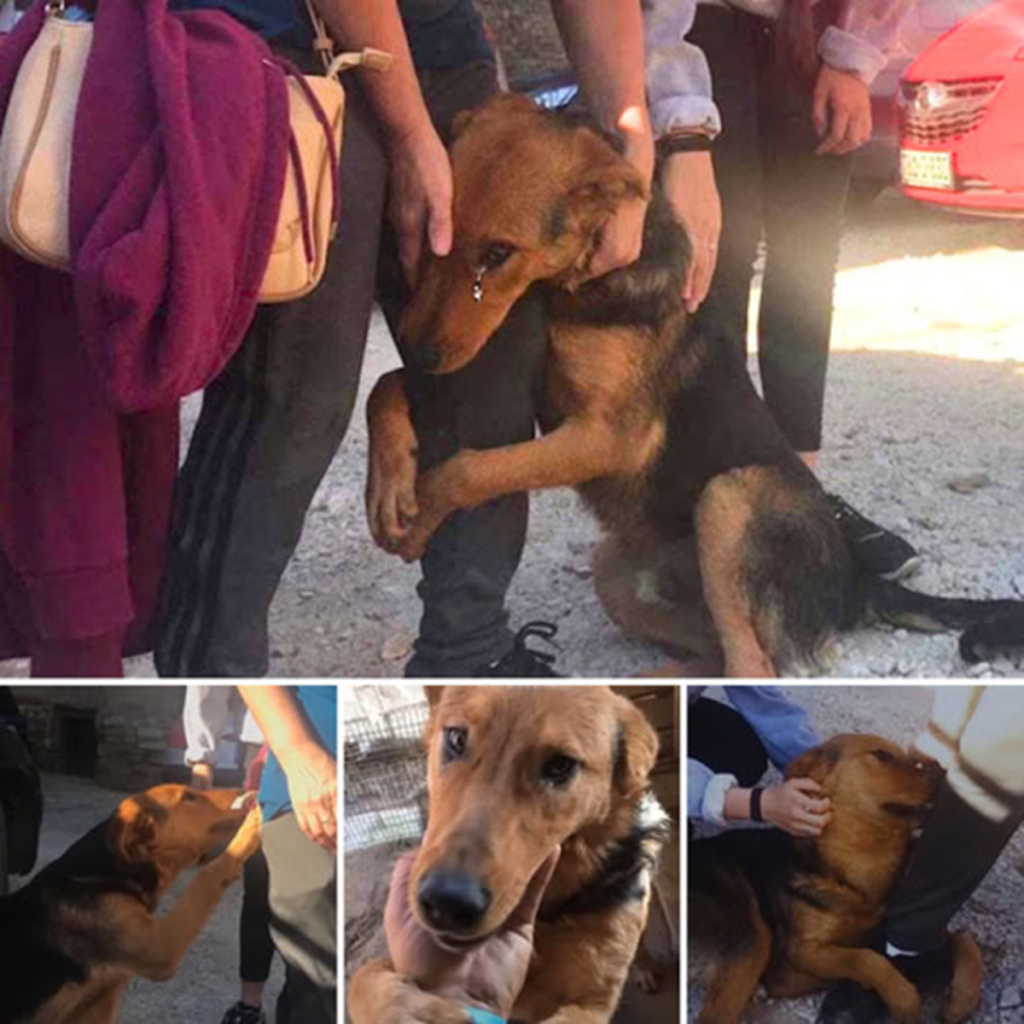 The abandoned dog gazed at each passerby with pleading eyes, silently yearning for their love and desperately hoping not to be left behind on the lonely street.dvh
