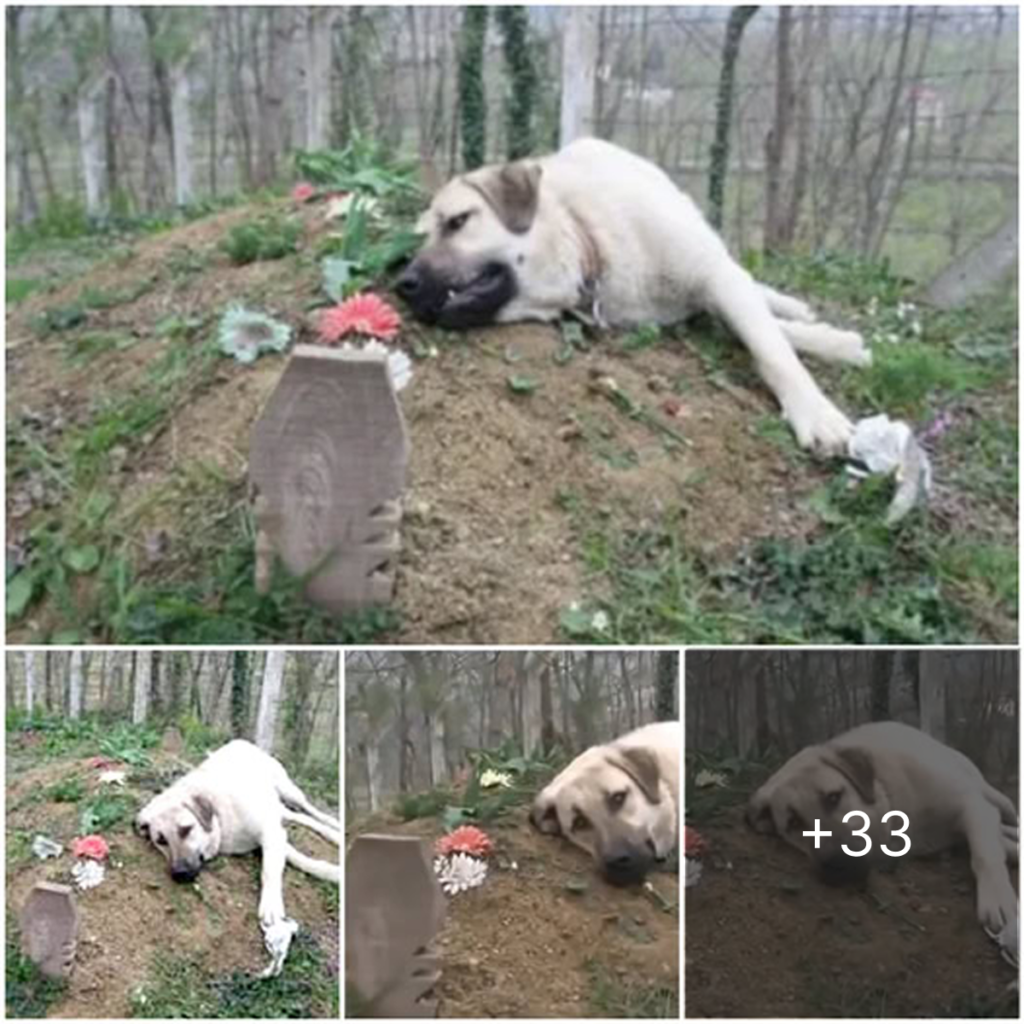 The eternal bond: the loyal dog who watches over his owner’s grave all day and wins hearts with his heartbreaking love.dvh