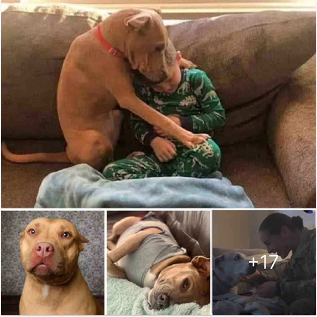 Their first night in a warm and loving forever home after leaving the shelter—a touching adoption moment overflowing with happiness and love-pvth