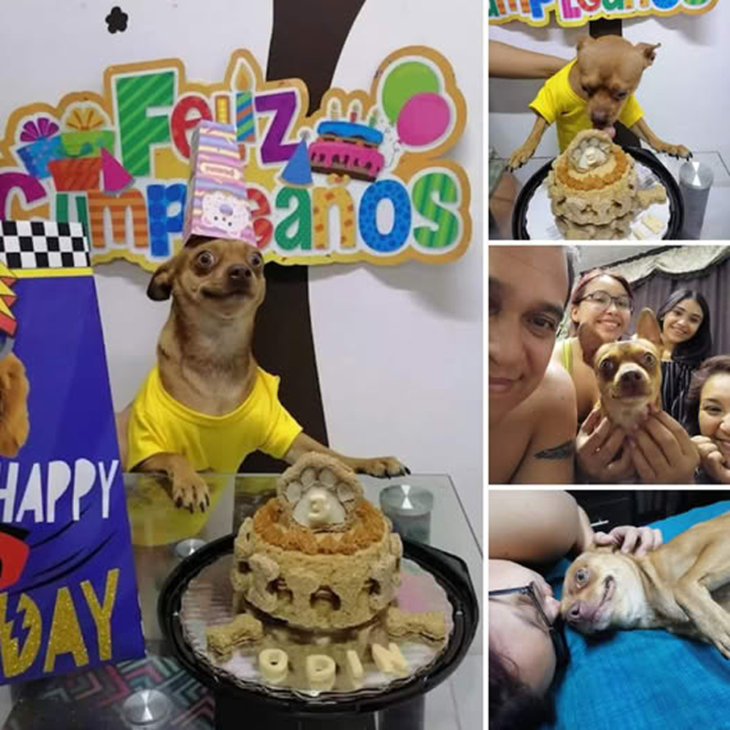This cheerful puppy can barely contain its excitement as everyone comes together to celebrate its birthday.!dvh