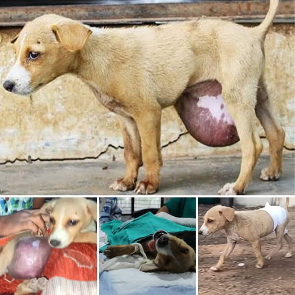 Those eyes had lost all hope! The dog was bewildered, carrying a tumor as big as a "ball," wandering helplessly with no way out—until a miracle suddenly happened.dvh