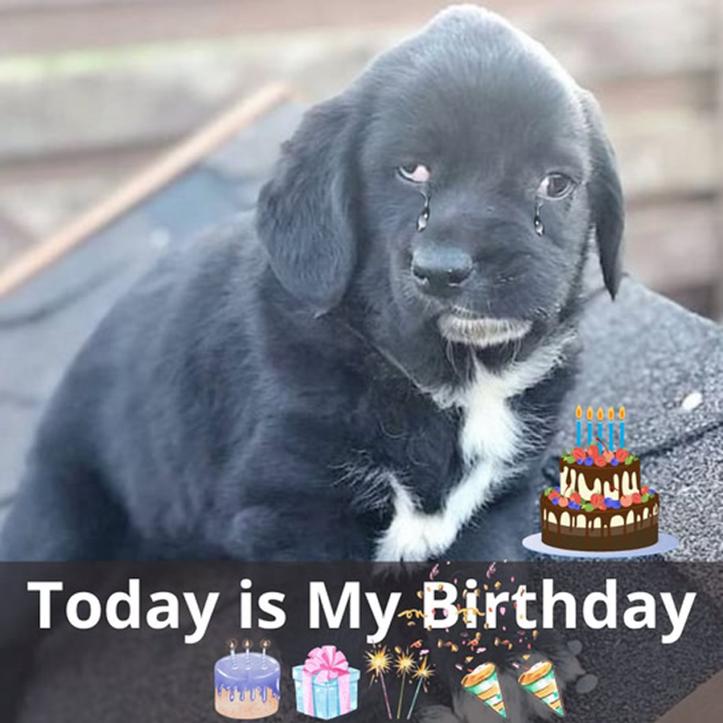 Today is my 3rd birthday. 🎉 I’ve been without a home for six months, and my wish is to find a warm, loving place to call my own. Here’s to hoping for brighter days ahead!dvh
