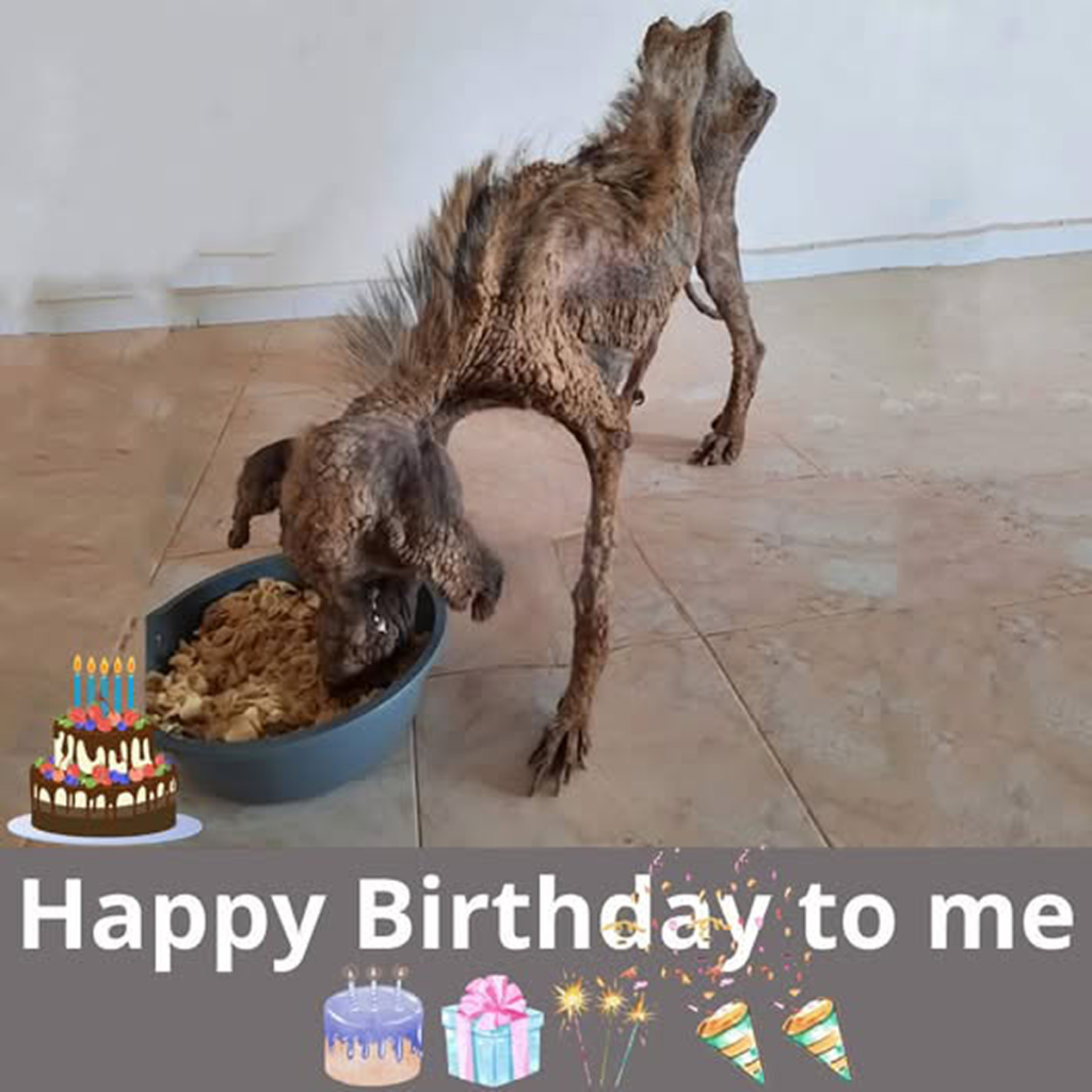 Today is my birthday! A month ago, I found safety in a shelter. I’m filled with hope that someday soon, I’ll find a loving family and a warm place to call home.dvh