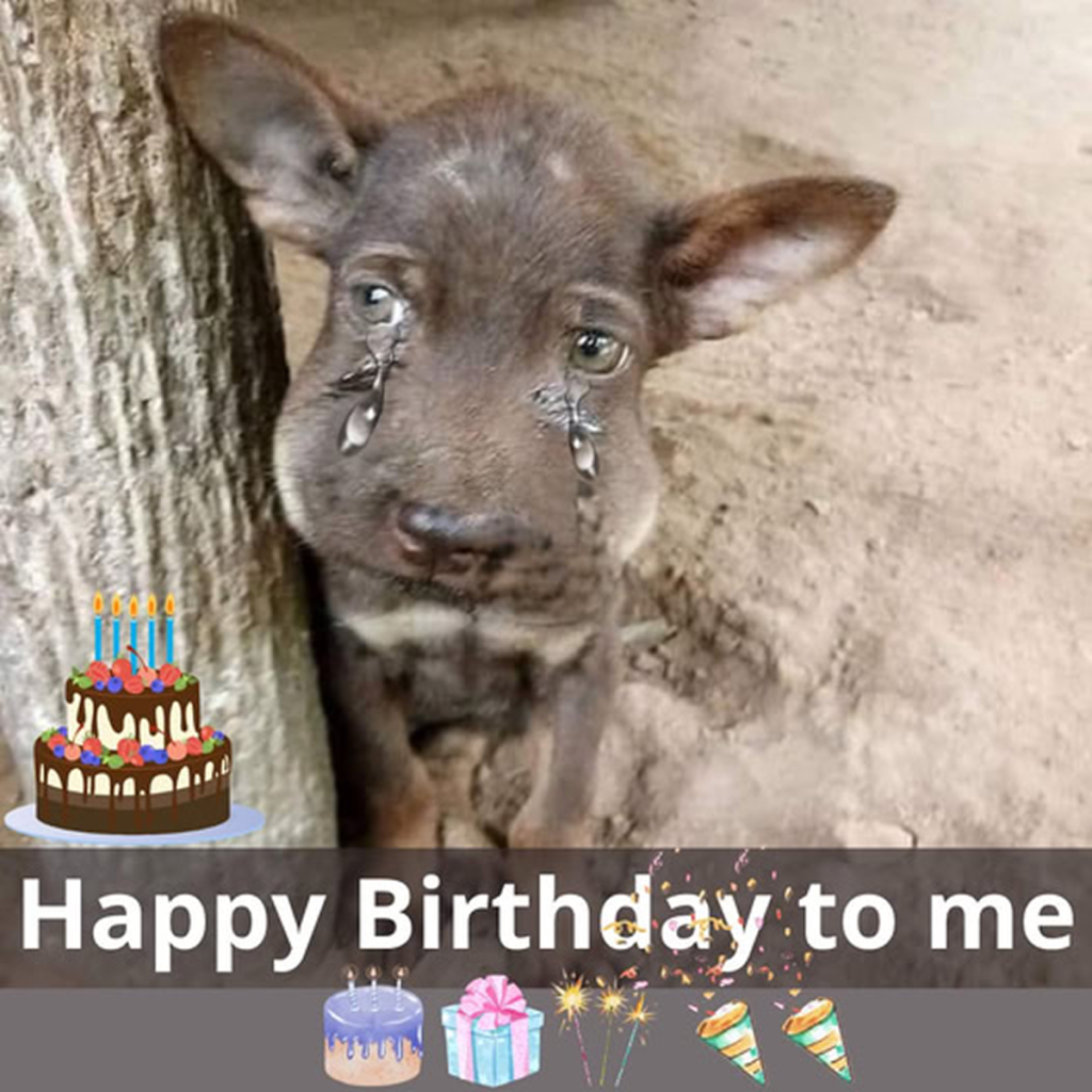 🎉 Today is my birthday! 🎉 I may not have a home yet, but I hold onto hope that a loving family will find me soon and give me the warmth and care I dream of.dvh