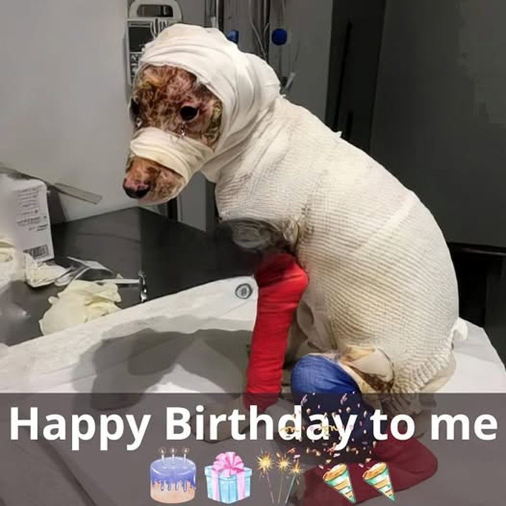 Today we celebrate the birthday of Ray, a courageous dog who has shown incredible bravery and loyalty. We are so grateful that he is doing well now. Let’s send Ray our warmest birthday wishes and make his special day unforgettable!dvh