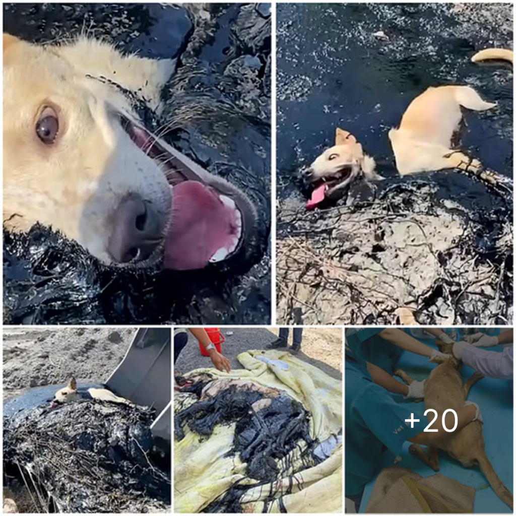Trapped in a treacherous pool of molten rubber, the helpless dog lay immobilized, escape impossible, rescue a distant dream.dvh