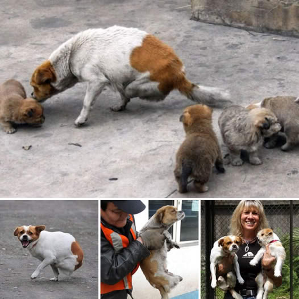 Unbelievable Strength! Despite Double the Pain—Abandoned and Injured, the Mother Dog Stubbornly Cares for Her Four Puppies.dvh