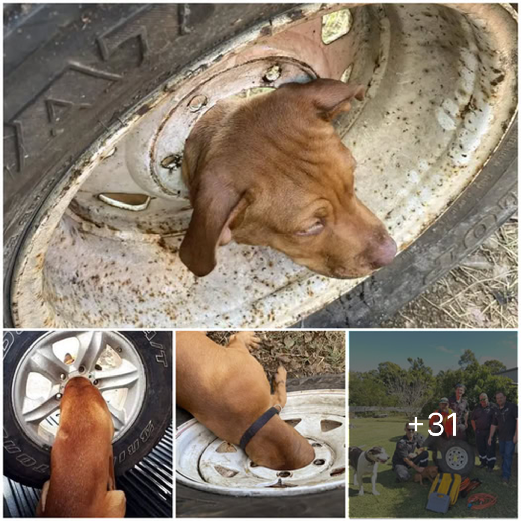 an inspiring journey about the brave rescue of a dog and its new beginning.dvh