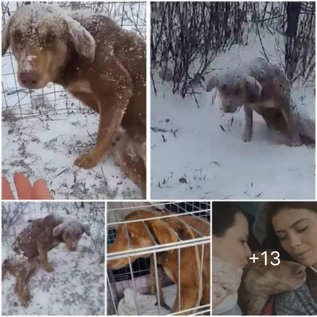 Frightened and exhausted, she fights to make her way through the snow, desperately escaping from people, overwhelmed by fear and fatigue.dvh