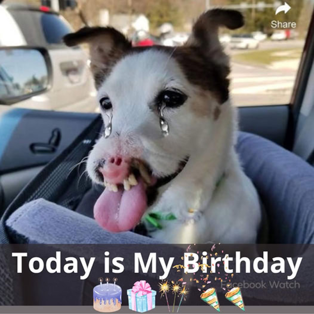 Happy birthday to me! 🎂 I’m overjoyed because I’ve just received help and am now heading to my new owner’s house.dvh