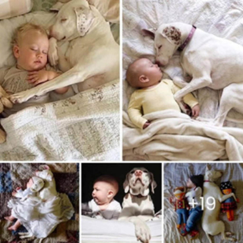 This dog was abused by its previous owner, but fortunately, it was adopted by a new family, and now a child is comforting it. -dtht