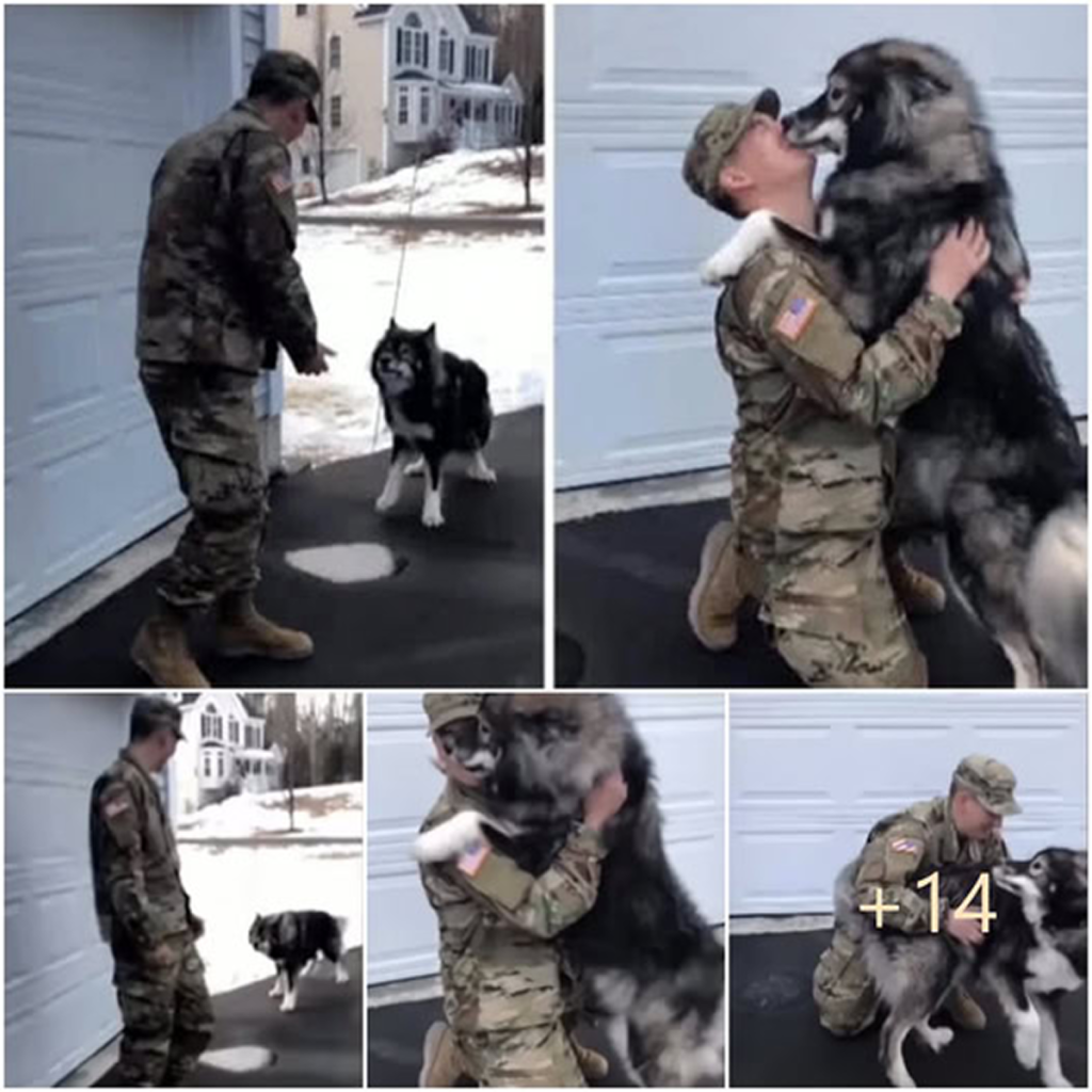 The wolfdog barks at a stranger soldier, but the moment it catches a familiar scent, their deep and unbreakable bond is revealed.dvh