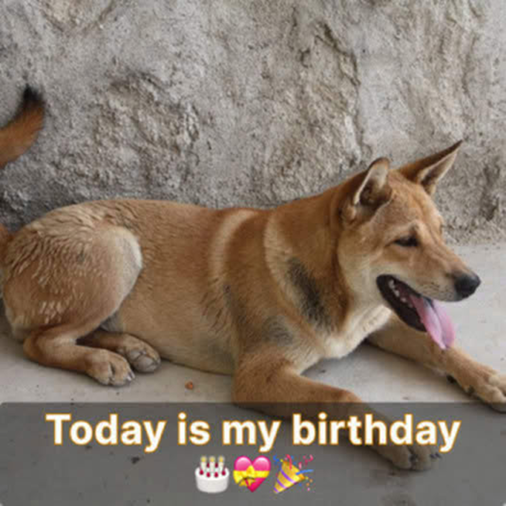 On my birthday, when no one else notices, I frequently feel lonely ‎ ‎ -dtht
