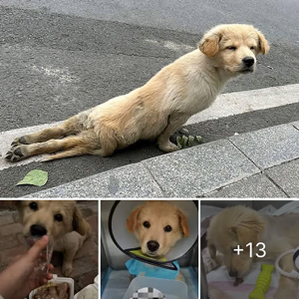 A brave dog's heartfelt cry for help! With its legs crushed by a car, the dog still tried to crawl away in the hope of survival. ‎-dtht