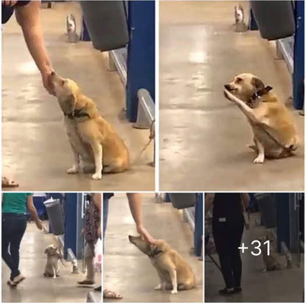 A stray dog melted hearts with his kind gestures outside a café, ultimately finding a forever home filled with love.dvh