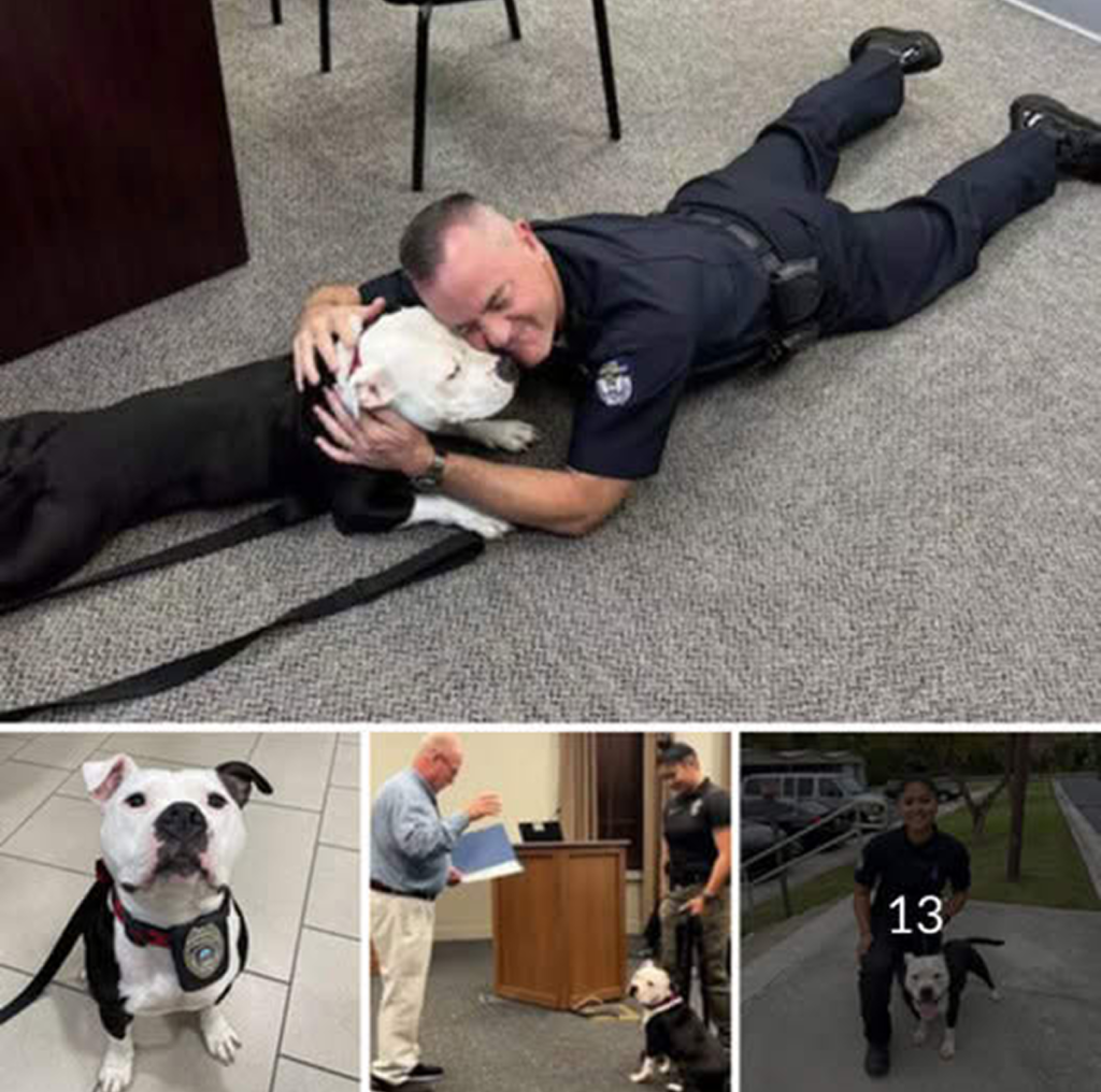 A stray dog made an unexpected visit to the police department, and after a day filled with love and care, he found a new family among the officers, who decided to give him a forever home.dvh