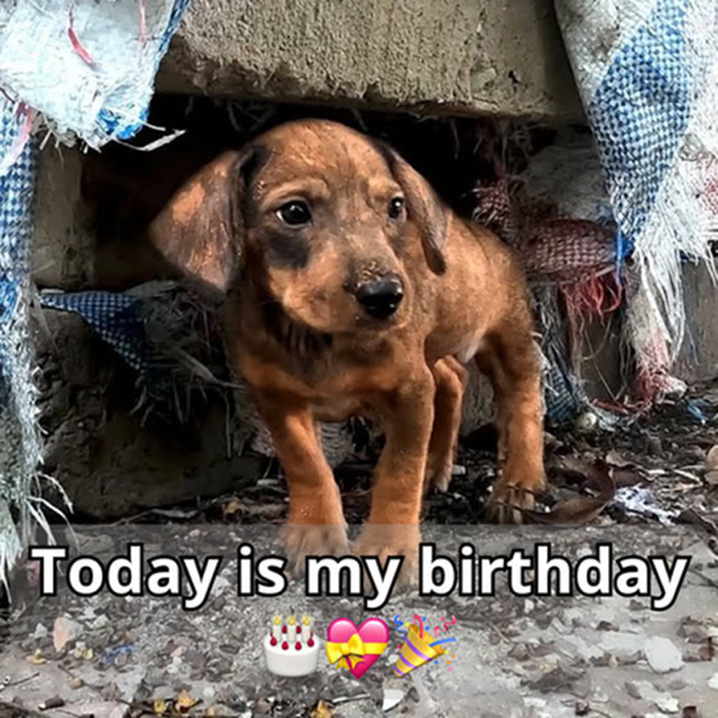 Happy birthday to a dog who just wants a friend! Let’s send our heartfelt wishes and let him know he’s not alone! ‎-dtht